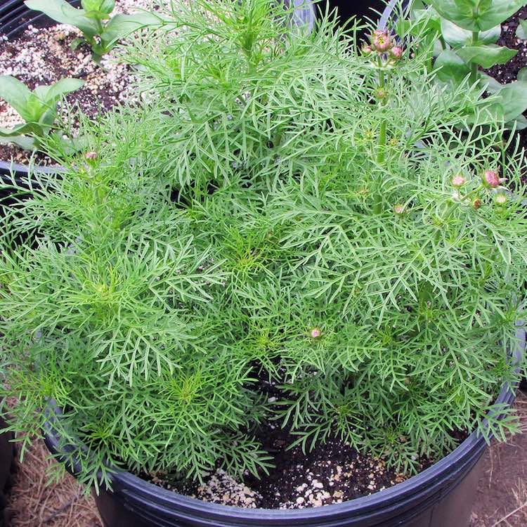 rubinato cosmos before flowering