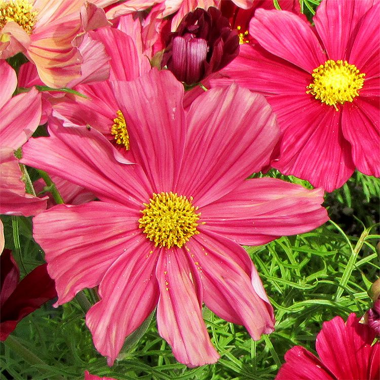 Rubinato cosmos, closeup