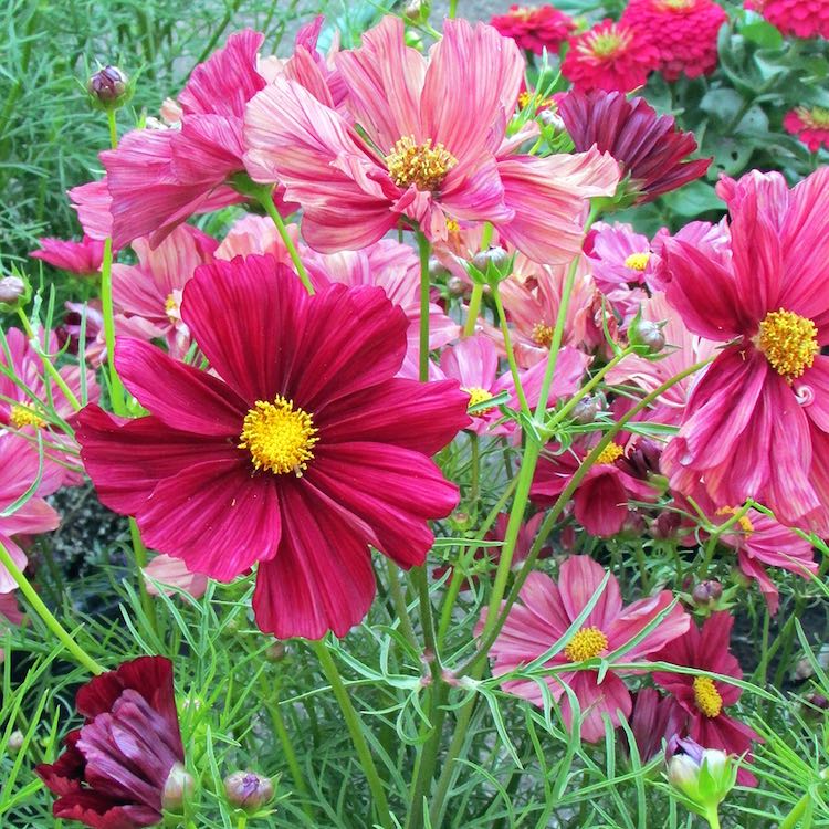 Rubinato cosmos