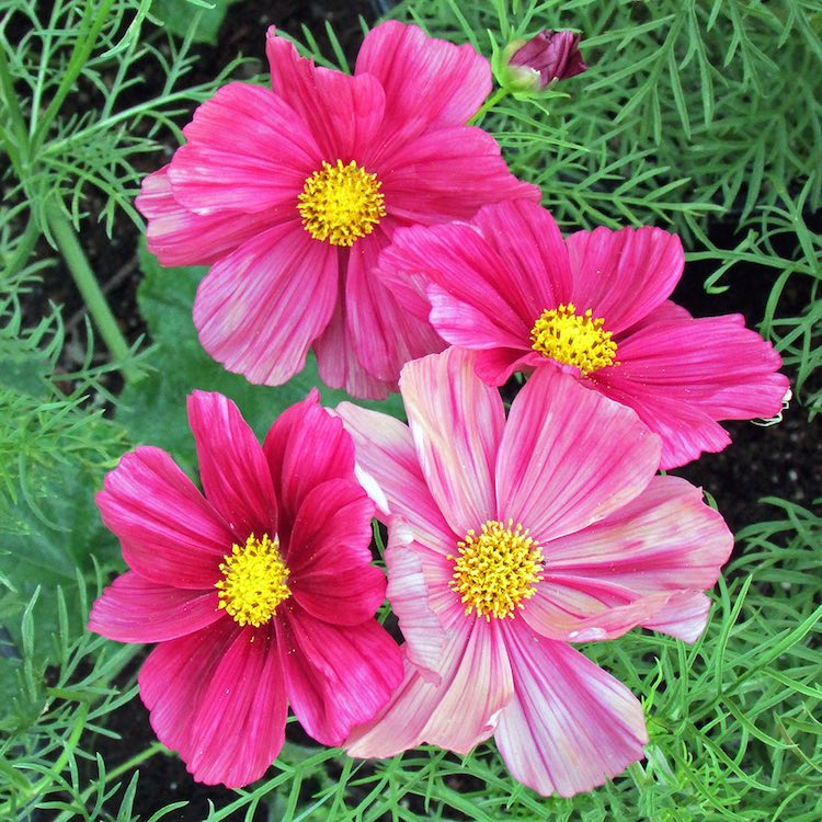 rubinato cosmos