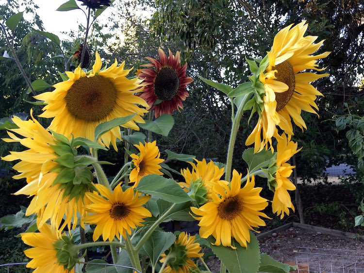 apricot daisy sunflower