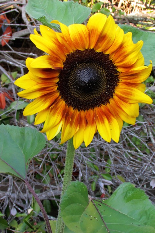 procut bicolor sunflower