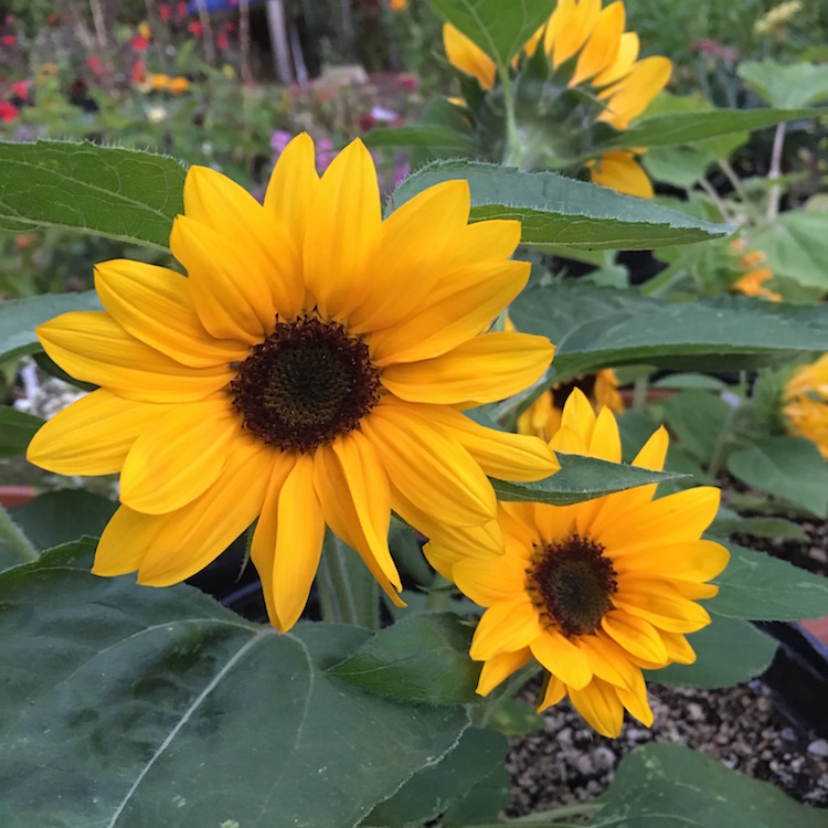 sunny smile sunflower