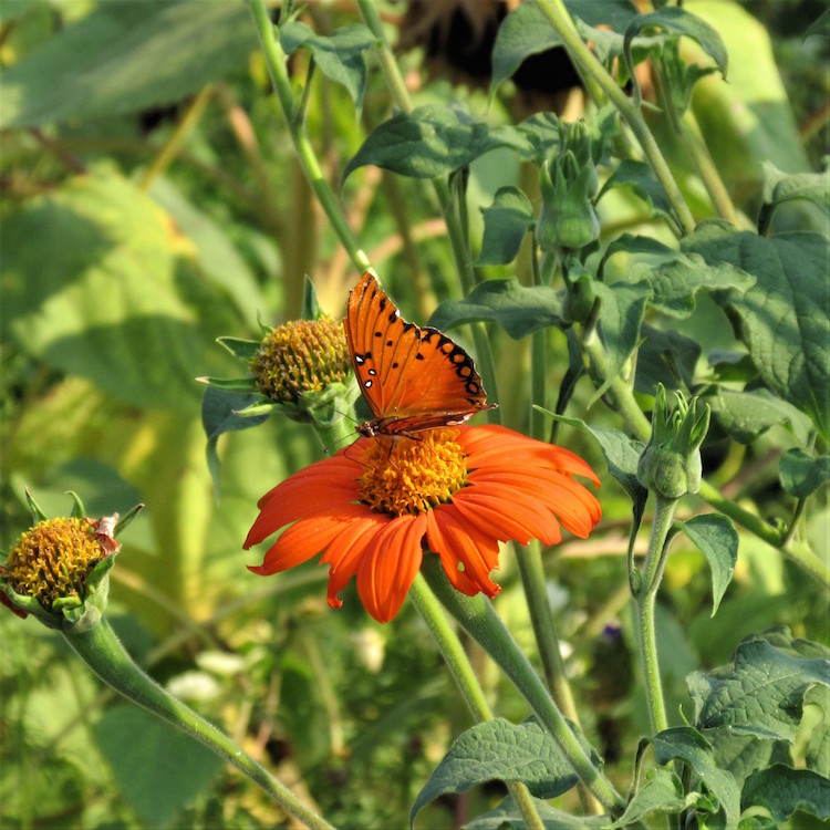 tithonia and frittilary  butterfly