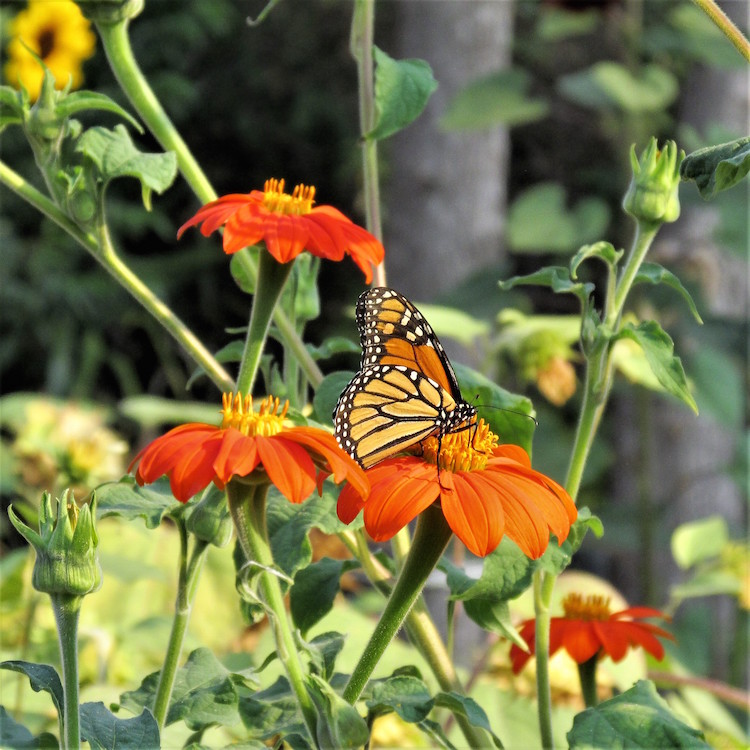 tithonia and monarch butterfly