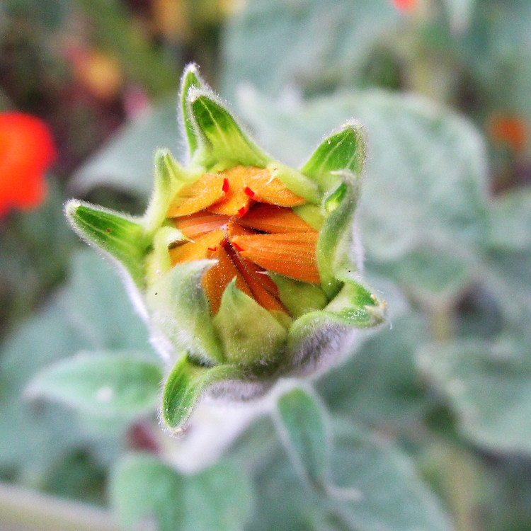 tithonia bud