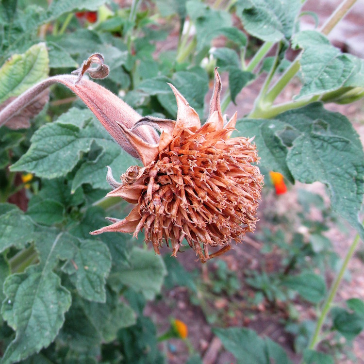 tithonia seed head