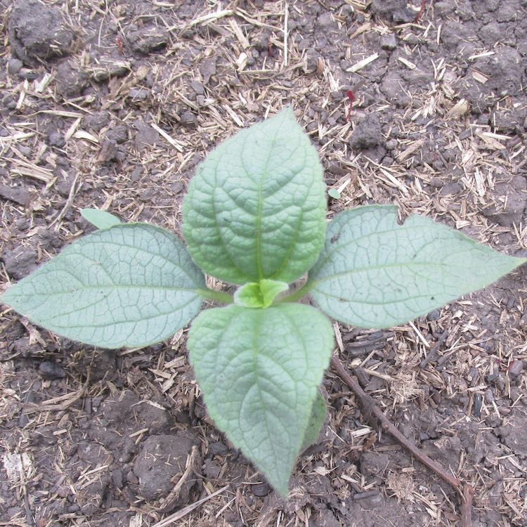 tithonia seedling