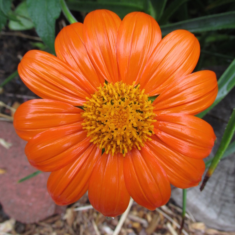 Tithonia Torch