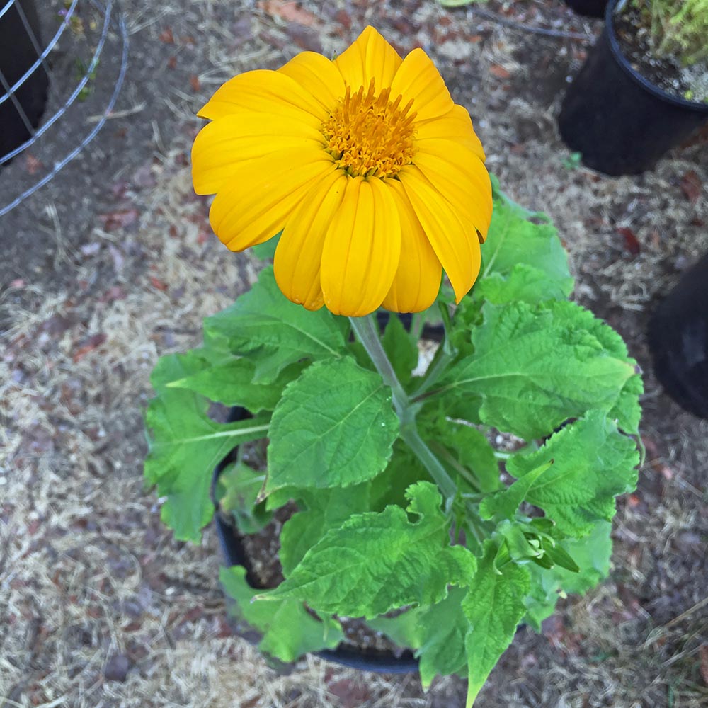 Yellow Torch Tithonia