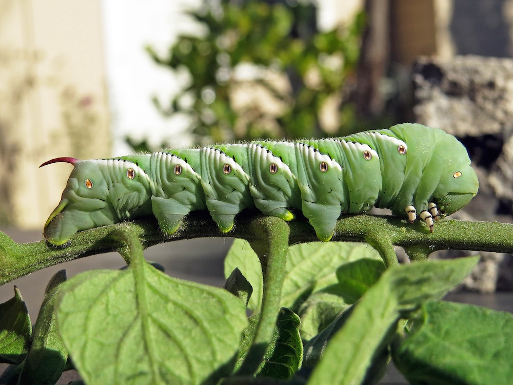 are tomato hornworms poisonous to dogs