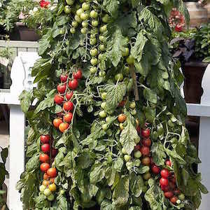 pink charmer tomatoes