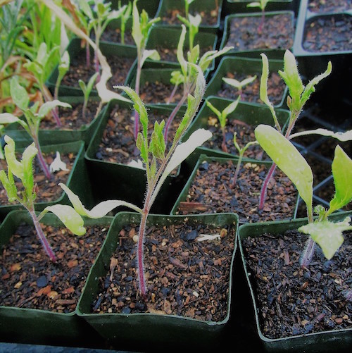 tomato seedlings