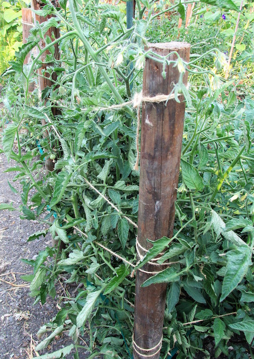 tomato stakes and twine