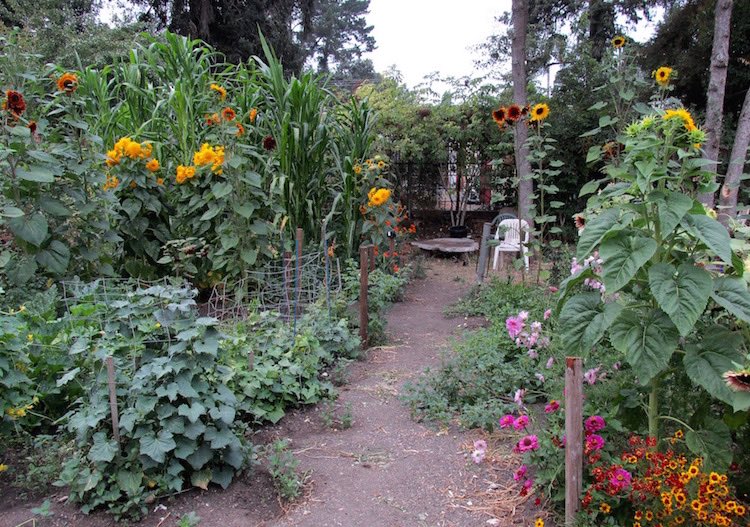 Veggie Garden in August