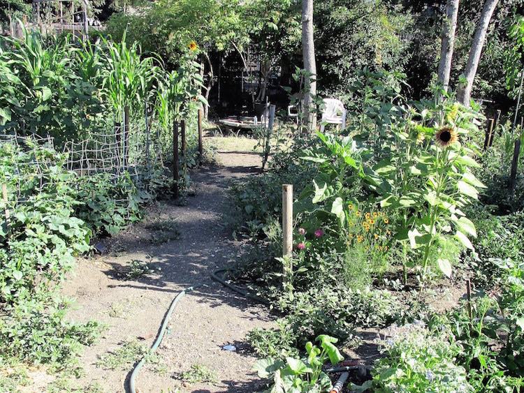 Veggie Garden in July