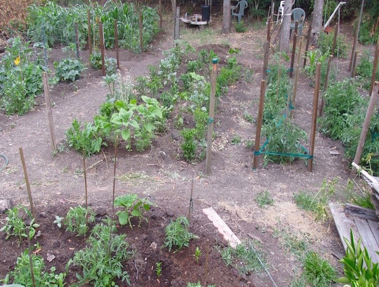 Veggie Garden in June