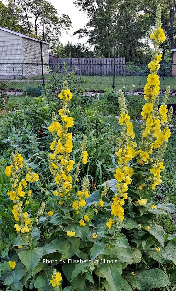 mullein