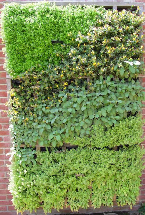 herb wall