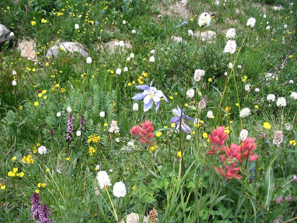 colorado wildflowers