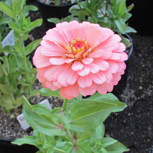 Benary's Giant bright pink zinnia