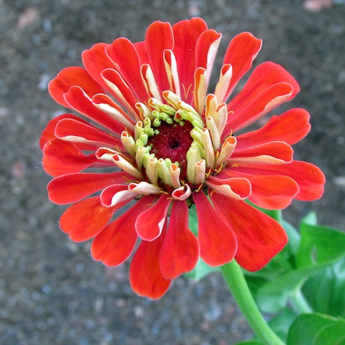 Benary's Giant Orange zinnia