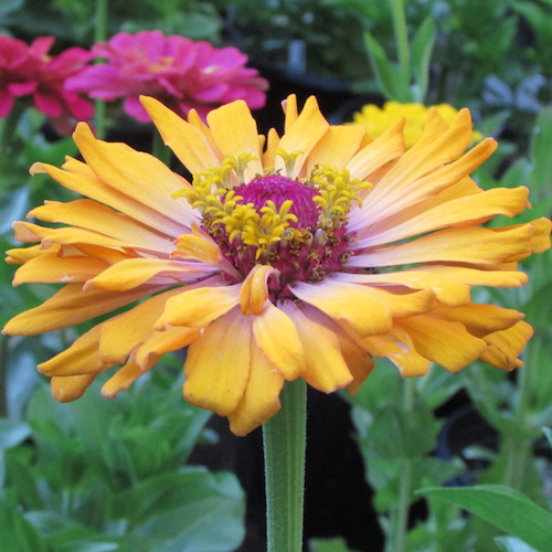 Burpeeana Giants Mix zinnia