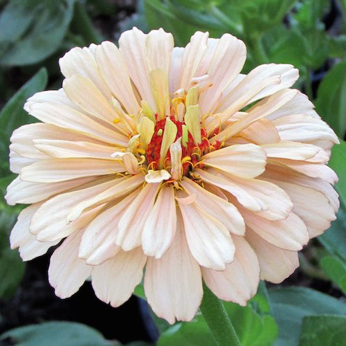 Burpeeana Giants Mix zinnia