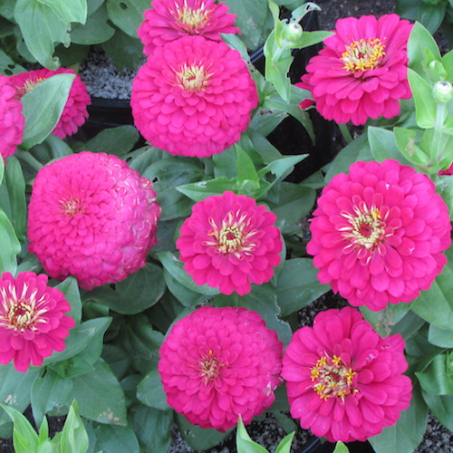 Magellan Mix zinnias