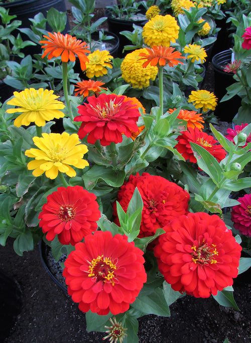 Magellan Starburst Mix zinnias