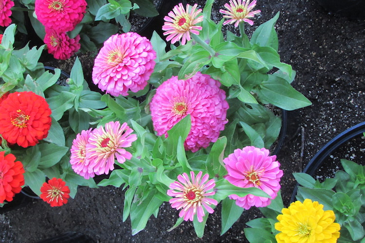 Magellan Mix zinnias