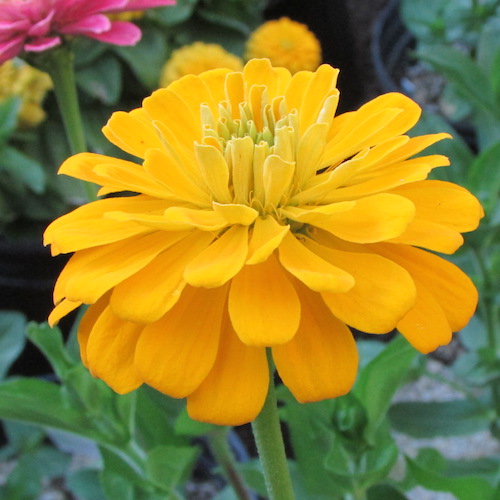 Sun Gold Hybrid zinnia