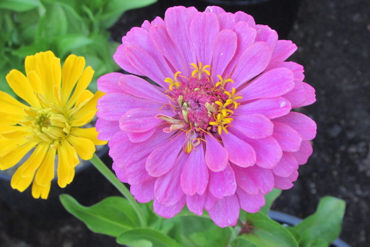 Sunshine Mix Zinnias