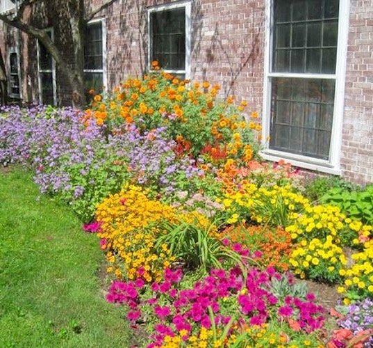 Ageratum and marigolds in garden bed