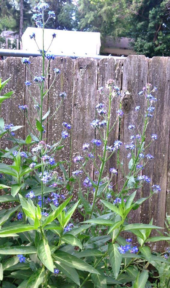 anchusa flowers and asclepias foliage