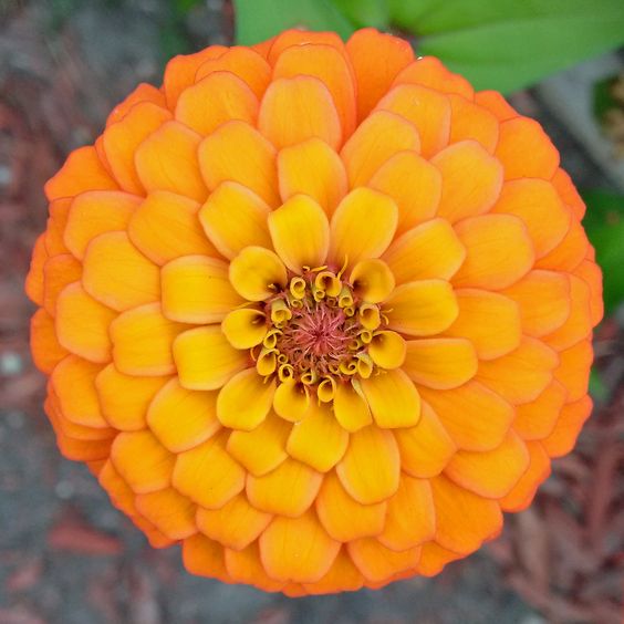 Orange zinnia flower