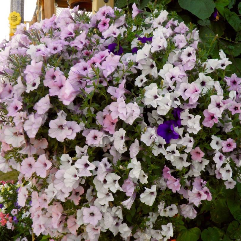 Hanging basket of silver and blue petunias