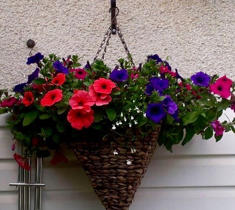 Petunias in a wall planter