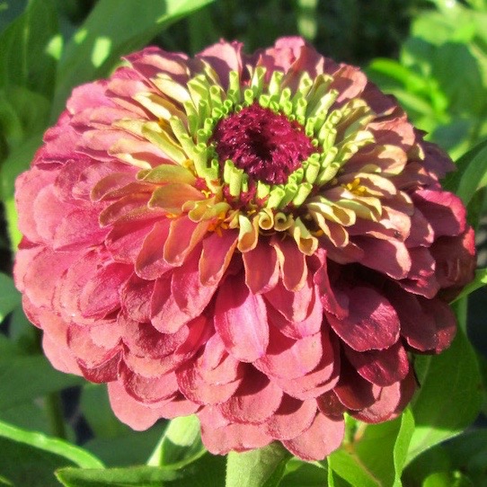 Queen Red Lime zinnia