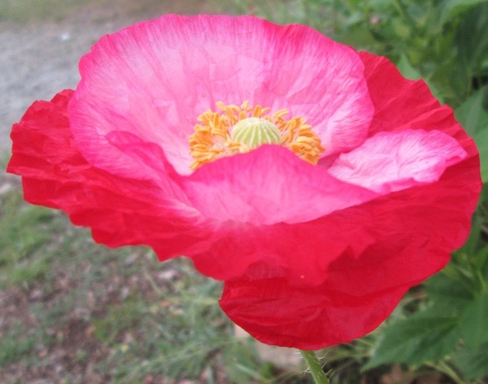 Shirley poppy flower