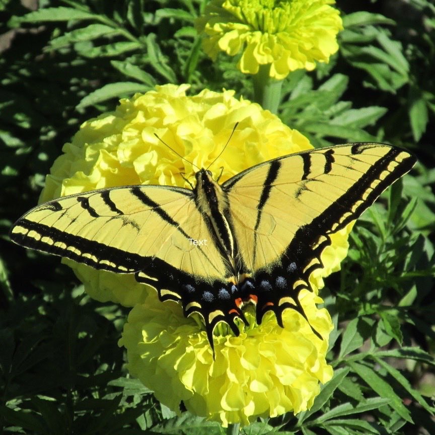 Swallowtail butterfly on yellow marigold