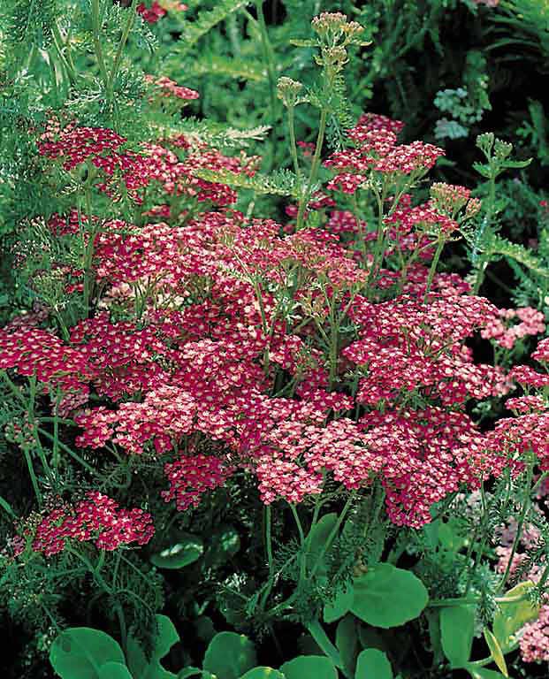 Yarrow Cerise Queen - Achillea millefolium