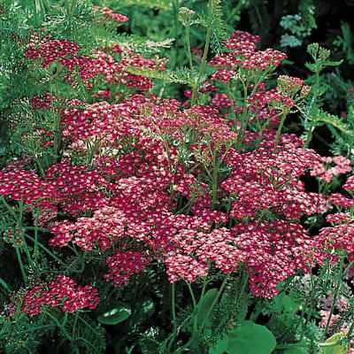 Yarrow Cerise Queen - Achillea millefolium