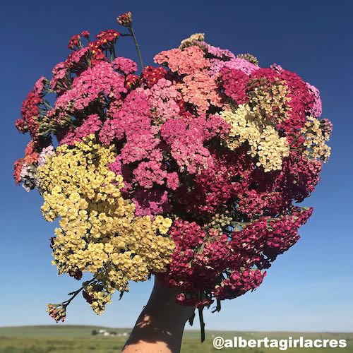 Yarrow Colorado Mix - Achillea millefolium
