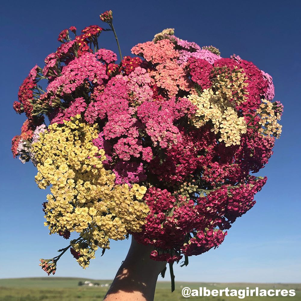 Colorado Mix yarrow Yarrow Colorado Mix - Achillea millefolium
