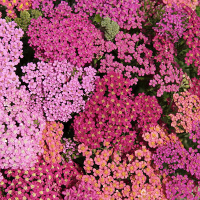 Flowerburst Red Shades yarrow Yarrow Flowerburst Red Shades - Achillea millefolium