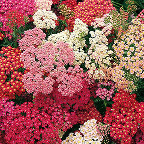 Summer Berries yarrow Yarrow Summer Berries - Achillea millefolium