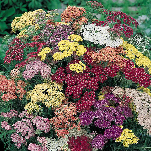 Summer Pastels yarrow Yarrow Summer Pastels - Achillea millefolium