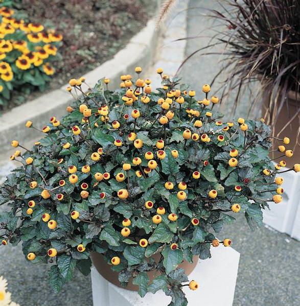 Peek-a-Boo eyeball plant seeds