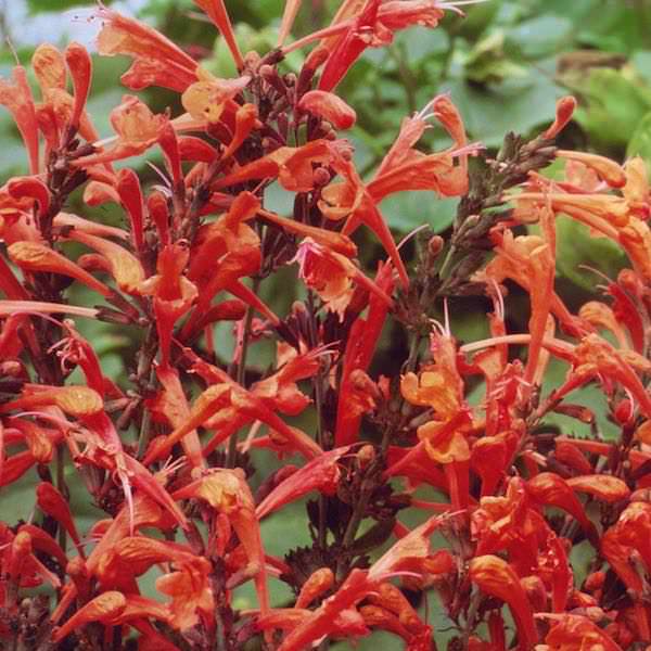 Apricot Sprite agastache Agastache Apricot Sprite - Agastache aurantiaca